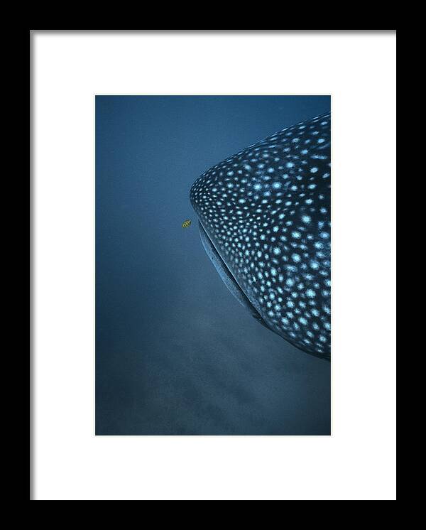 Indian Ocean Framed Print featuring the photograph Whale Shark And Trevally by Jeff Rotman