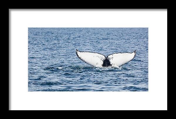 Whale Tail Stellwagen Bank Framed Print featuring the photograph Whale Tail Stellwagen Bank by Michelle Constantine