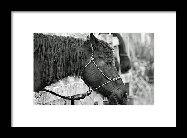 Black And White Framed Print featuring the photograph What a Horse by Jody Lane
