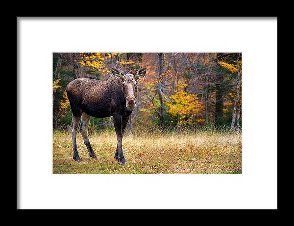 Autumn Framed Print featuring the photograph What are you looking at by Darylann Leonard Photography