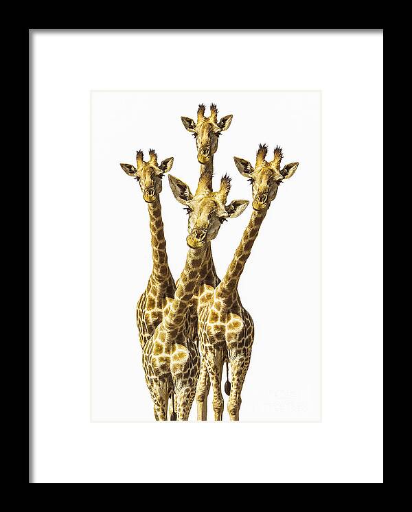 Giraffe Framed Print featuring the photograph What are YOU looking at? by Diane Diederich