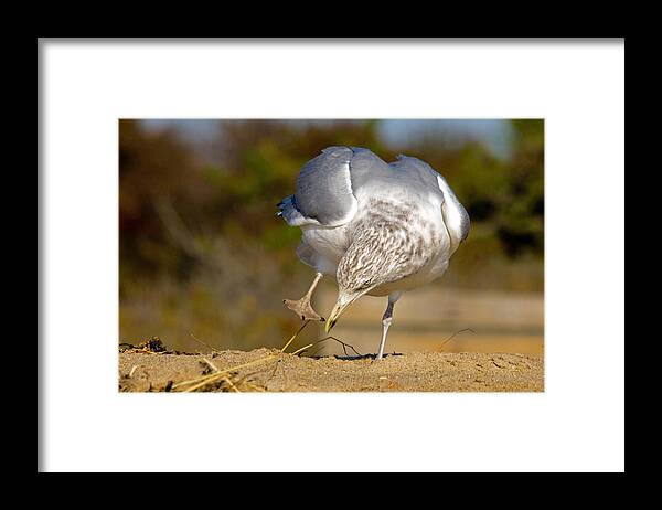 Seagull Framed Print featuring the photograph What did i just step in? by David Freuthal