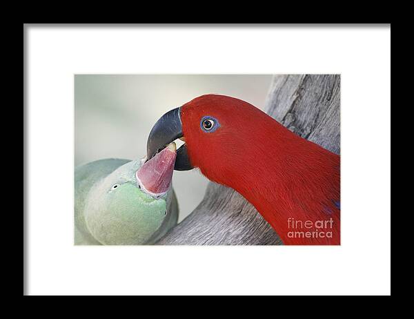 Animals Framed Print featuring the photograph What's mine is yours by Kelly Logan