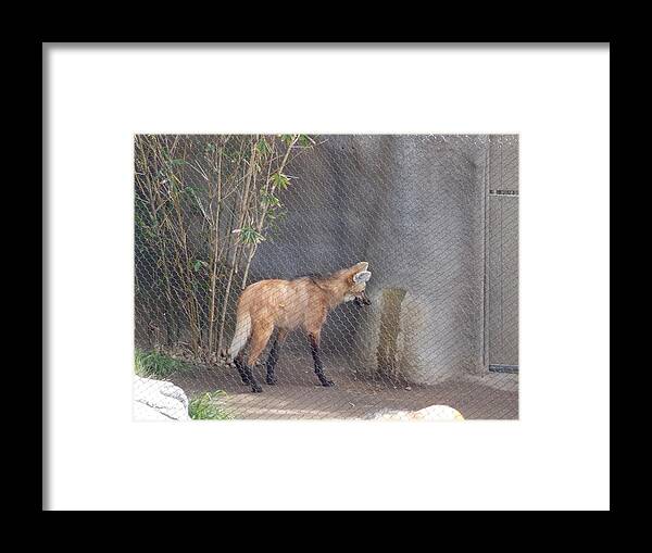  Framed Print featuring the photograph What is This by Vicki Lomay 