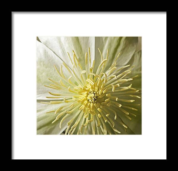 Floral Framed Print featuring the photograph What the Bee Sees by Deborah Smith