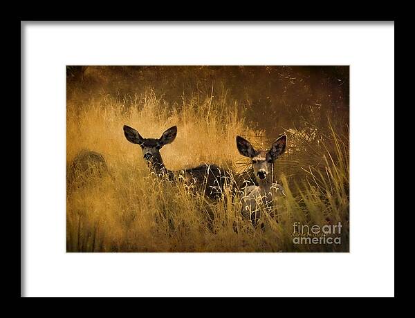 Deer Framed Print featuring the photograph What'cha Lookin' At by Karen Slagle