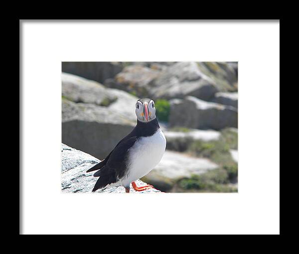Atlantic Puffin Framed Print featuring the photograph Whatcha Looking At by James Petersen