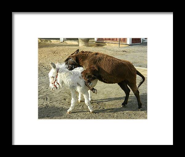Donkeys Framed Print featuring the photograph What's A Bite Amongst Friends by Emmy Marie Vickers