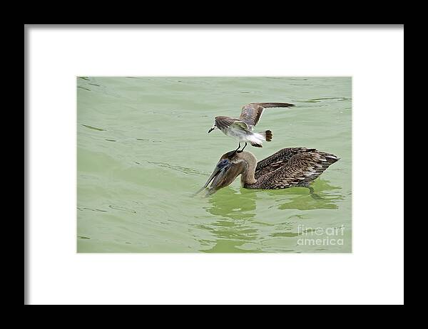 Photography Framed Print featuring the photograph What's for lunch? by Sean Griffin