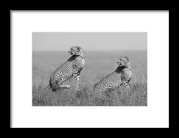 Cheetah Framed Print featuring the photograph What's Going On Here Around? by Marco Pozzi