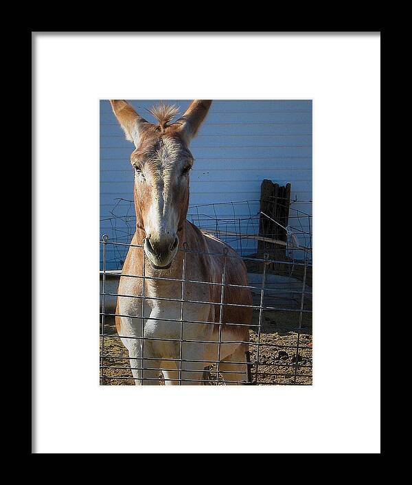 Donkey Framed Print featuring the photograph What's Up by Nadalyn Larsen