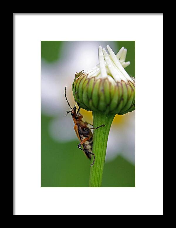Insects Framed Print featuring the photograph What's up there by Jennifer Robin