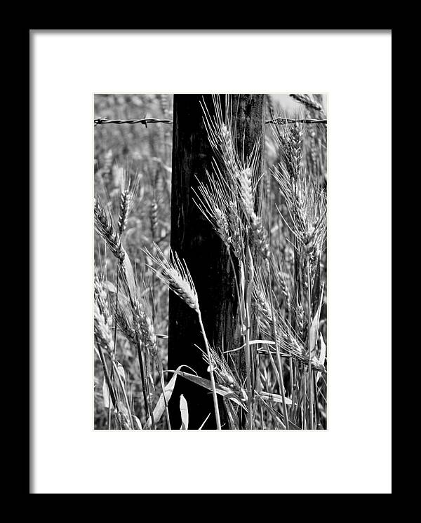 Wheat Framed Print featuring the photograph Wheat and Fence Post by Ellen Tully