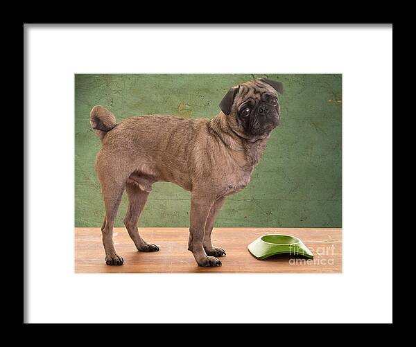 Bowl Framed Print featuring the photograph When is Dinner? by Edward Fielding