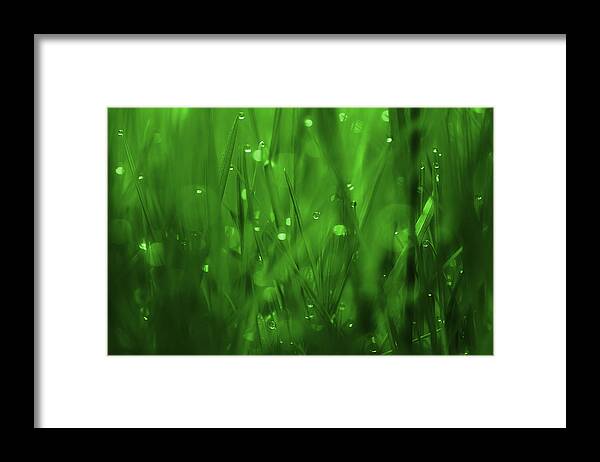 Grass Framed Print featuring the photograph Where Dreams Begin by Michael Eingle