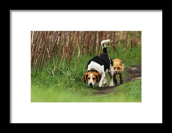 Fox Framed Print featuring the photograph Where is the Fox by Mircea Costina Photography