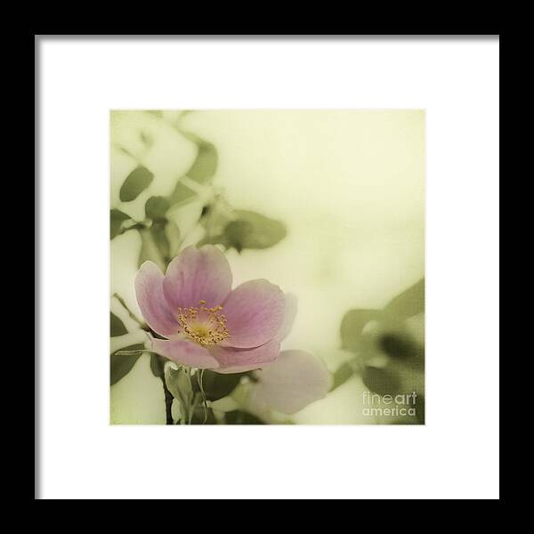 Rosa Acicularis Framed Print featuring the photograph Where The Wild Roses Grow by Priska Wettstein