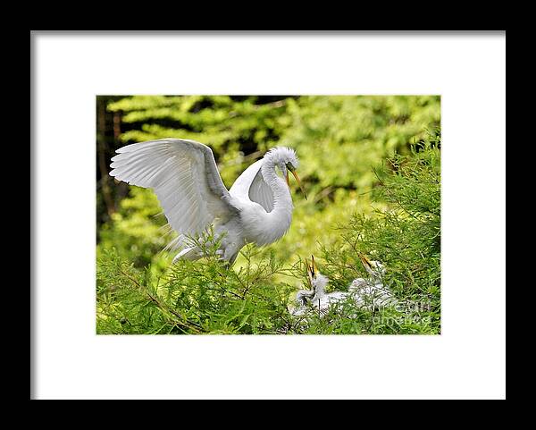 Egret Framed Print featuring the photograph Where's Our Lunch Ma by Kathy Baccari