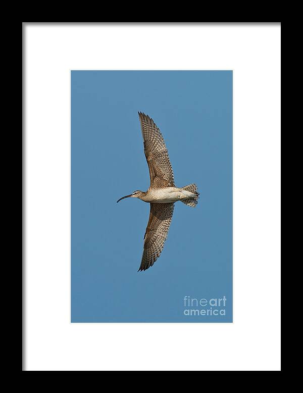 Fauna Framed Print featuring the photograph Whimbrel In Flight by Anthony Mercieca