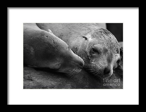 Animals Framed Print featuring the photograph Whisker Love by John F Tsumas