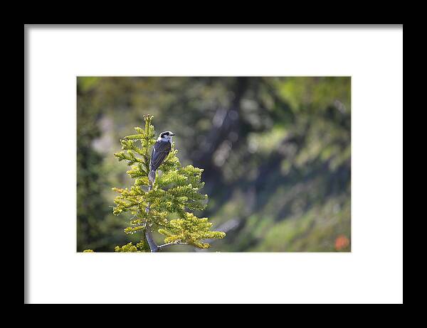Bird Framed Print featuring the photograph Whisky Jack 3 by Ronda Broatch