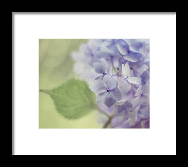 Hydrangea Framed Print featuring the photograph Whisper by Amy Tyler