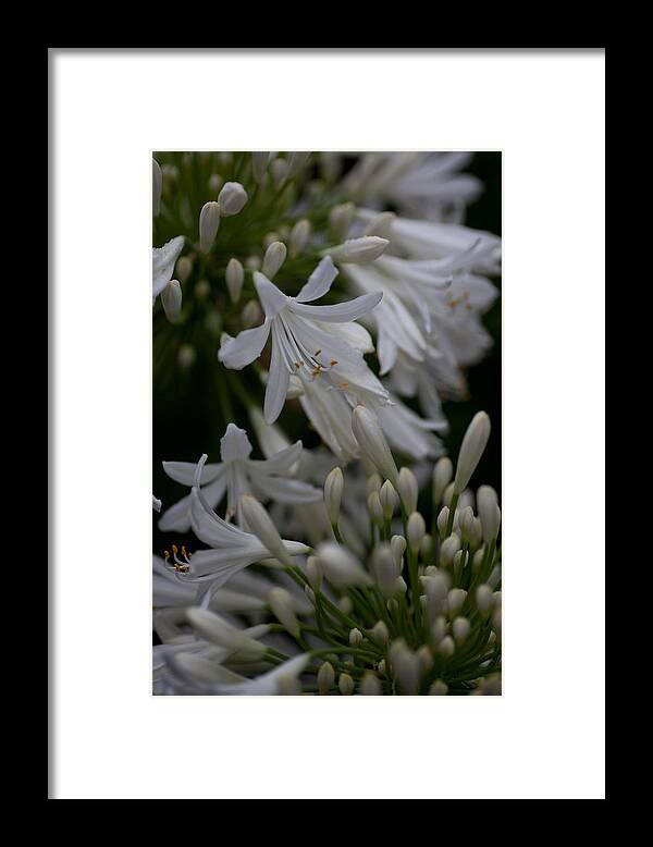  Framed Print featuring the photograph White Agies by Carole Hinding