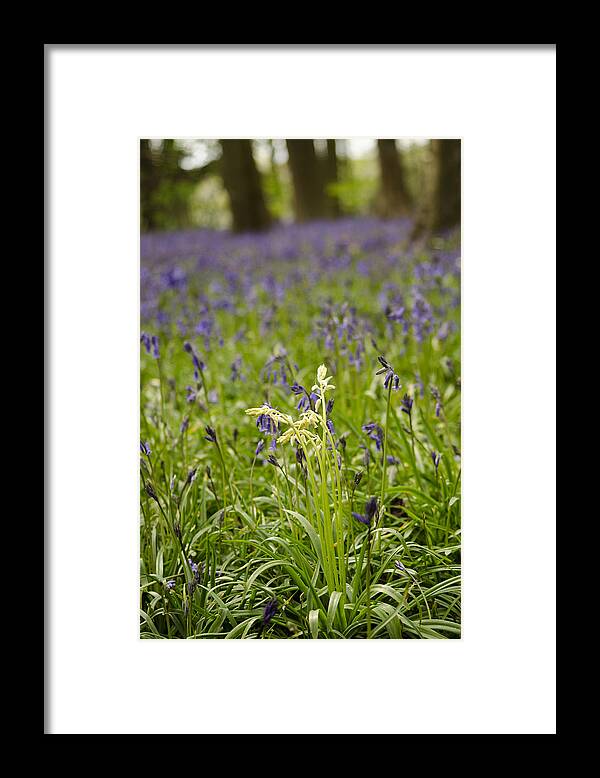 Forest Framed Print featuring the photograph White amongst the Blue by Spikey Mouse Photography