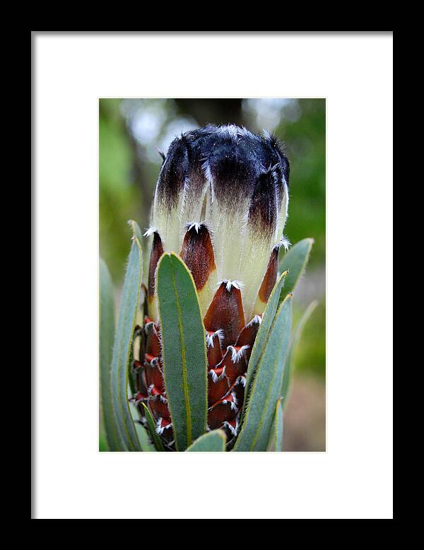 Kula Botanical Gardens Framed Print featuring the photograph White and Brown Protea by Amy Fose