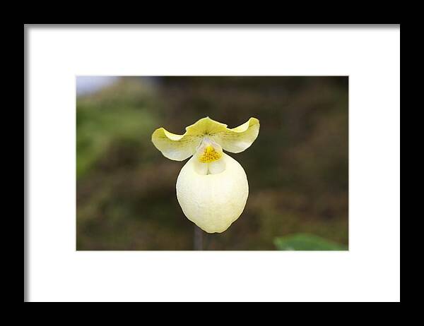 Floral Framed Print featuring the photograph White and yellow orchid by Sue Morris