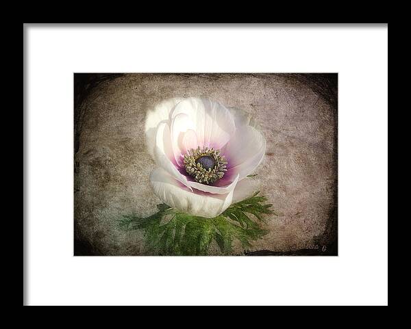 Anemone Framed Print featuring the photograph White Anemone by Barbara Orenya