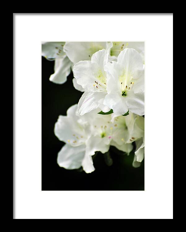 White Azalea Flowers Framed Print featuring the photograph White Azalea Flowers by Rebecca Sherman