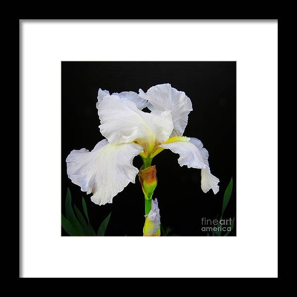 Irises Framed Print featuring the photograph White Bearded Iris by Scott Cameron