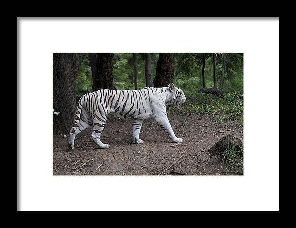 Bengal Framed Print featuring the photograph White Bengal Tiger by James L Davidson
