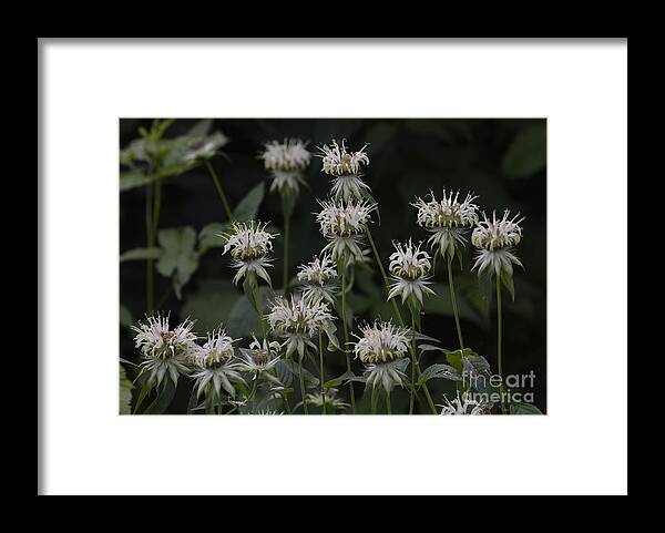White Flowers Framed Print featuring the photograph White Bergamot by Randy Bodkins