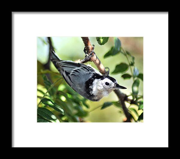 Nuthatch Framed Print featuring the photograph White Breasted Nuthatch by Gene Tatroe