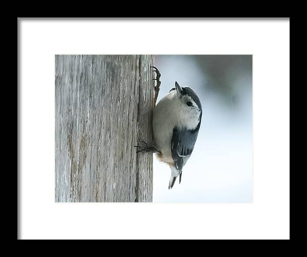 Bird Framed Print featuring the photograph White-Breasted Nuthatch by Holden The Moment