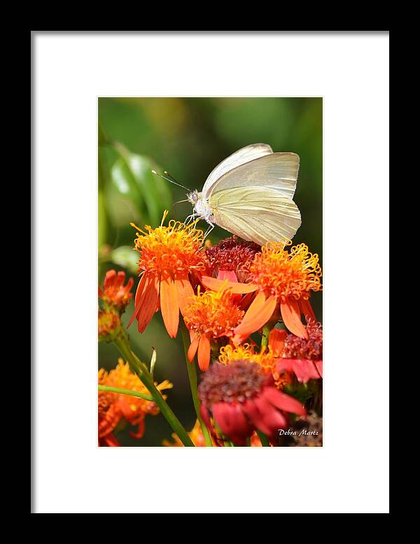 White Butterfly Framed Print featuring the photograph White Butterfly on Mexican Flame by Debra Martz