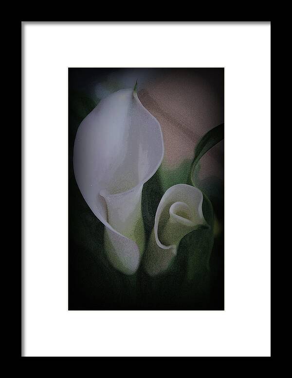 White Framed Print featuring the photograph White Calla Lilies by Kay Novy