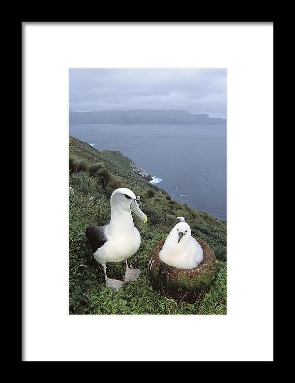Feb0514 Framed Print featuring the photograph White-capped Albatross With Chick by Tui De Roy