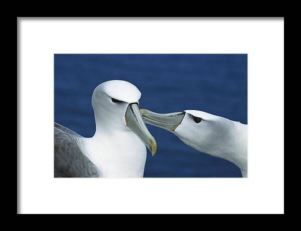 00142939 Framed Print featuring the photograph White-capped Albatrosses Courting by Tui De Roy