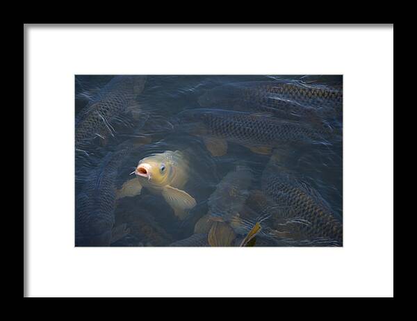 Fish Framed Print featuring the photograph White carp in the lake by Flees Photos