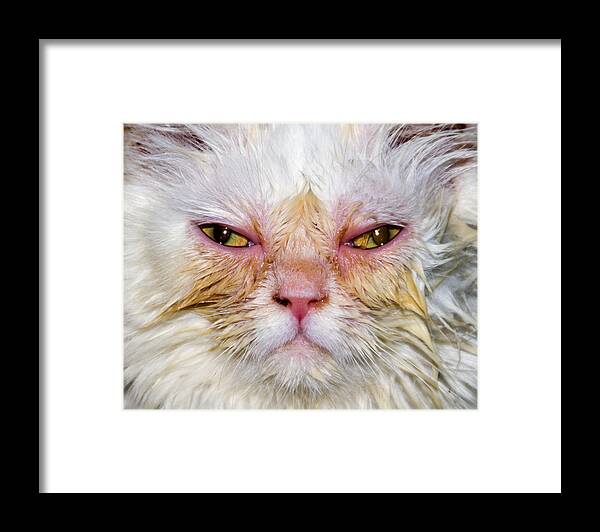 Scary Framed Print featuring the photograph Scary White Cat by Bob Slitzan