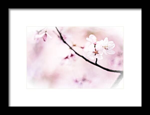 Cherry Blossoms Framed Print featuring the photograph White Cherry Blossoms in the Sunlight by Beverly Claire Kaiya