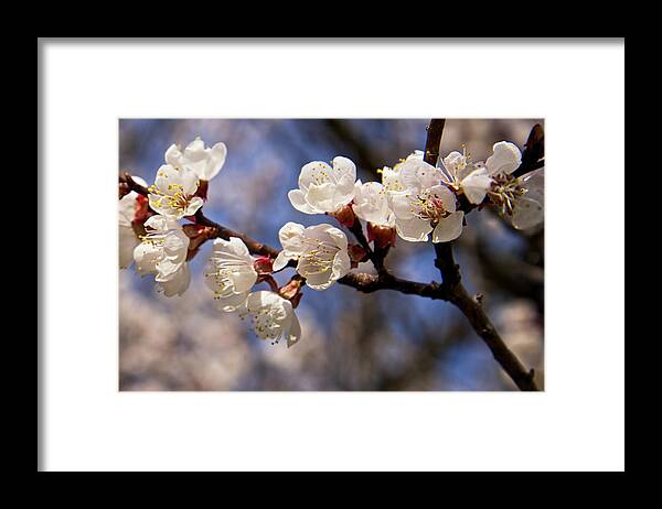Blossom Framed Print featuring the photograph White Cherry Blossoms by Mary Lee Dereske