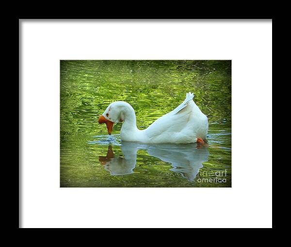 White Chinese Goose Framed Print featuring the photograph White Chinese Goose Curtsy by Susan Garren