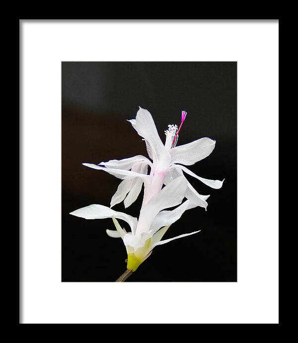 Photograph Framed Print featuring the photograph White Christmas Cactus by M Three Photos