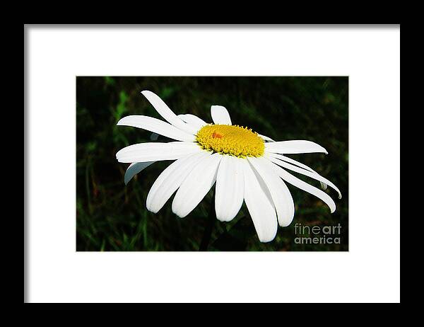 Chrysanthemum Framed Print featuring the photograph White chrysanthemum by Karin Ravasio