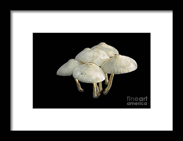 White Mushrooms Framed Print featuring the photograph White Clouds Arising by Marilyn Cornwell