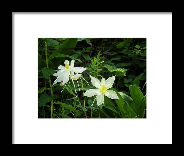 Columbine Framed Print featuring the photograph White Columbines by Roxie Crouch
